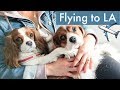 FLYING TO LOS ANGELES WITH DOGS | Travel Vlog