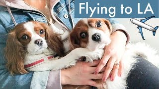 FLYING TO LOS ANGELES WITH DOGS | Travel Vlog