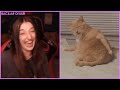 Pqueen - Komik Hayvan Fail Videoları İzliyor