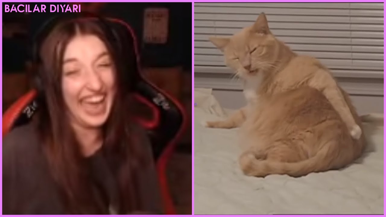 Pqueen - Komik Hayvan Fail Videoları İzliyor