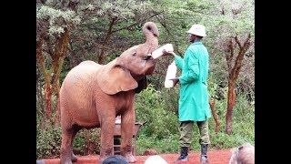Elephant Orphanage in Nairobi Kenya