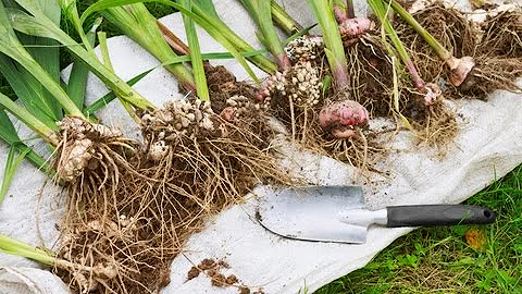 КОГДА ВЫКАПЫВАТЬ ГЛАДИОЛУСЫ НА ЗИМУ?УБОРКА И ХРАНЕНИЕ.МОЙ ОПЫТ