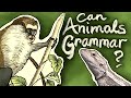 Can animals grammar  introduction to my animated series