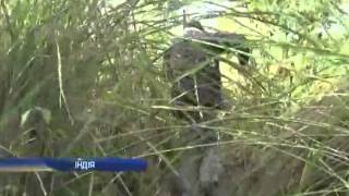 В Индии тигр сбежал из заповедника и убил восьмерых ч... В Индии тигр сбежал из заповедника и убил восьмерых ч...