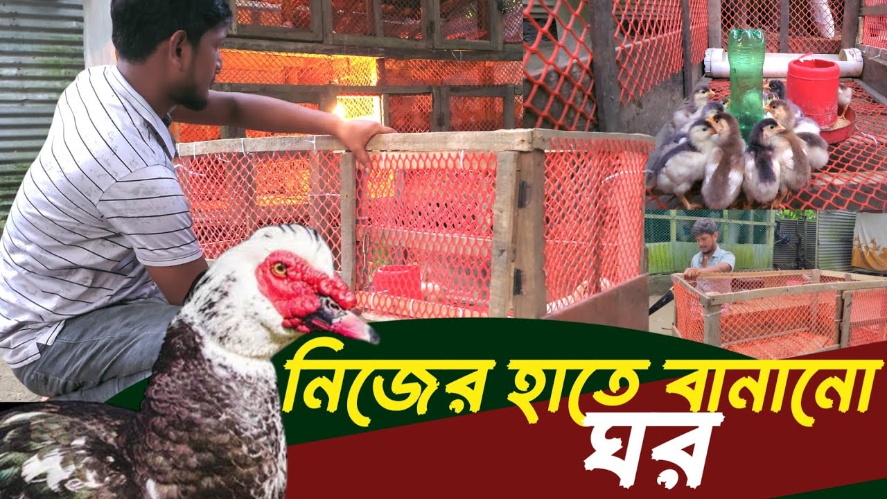 নিজের হাতেই বানিয়ে ফেললাম কোয়েল পাখির থাকার ঘর | Sojib Brother - YouTube