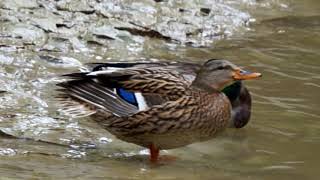 Duck Grooming Itself by a Creek | FREE NATURE STOCK FOOTAGE