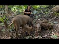 Wild Boar Leaves Nest Looking For Food, Survival Instinct, Wilderness Alone, survival, Episode 147