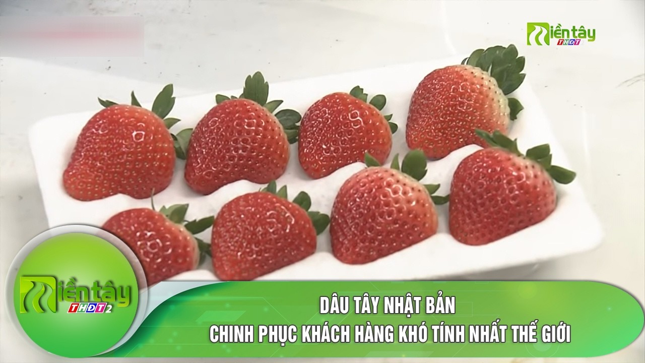 Dâu Tây Nhật Bản chinh phục khách hàng khó tính nhất thế giới