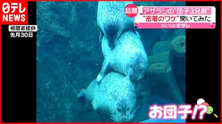 【話題】アザラシの“団子3兄弟”  密着のワケとは…