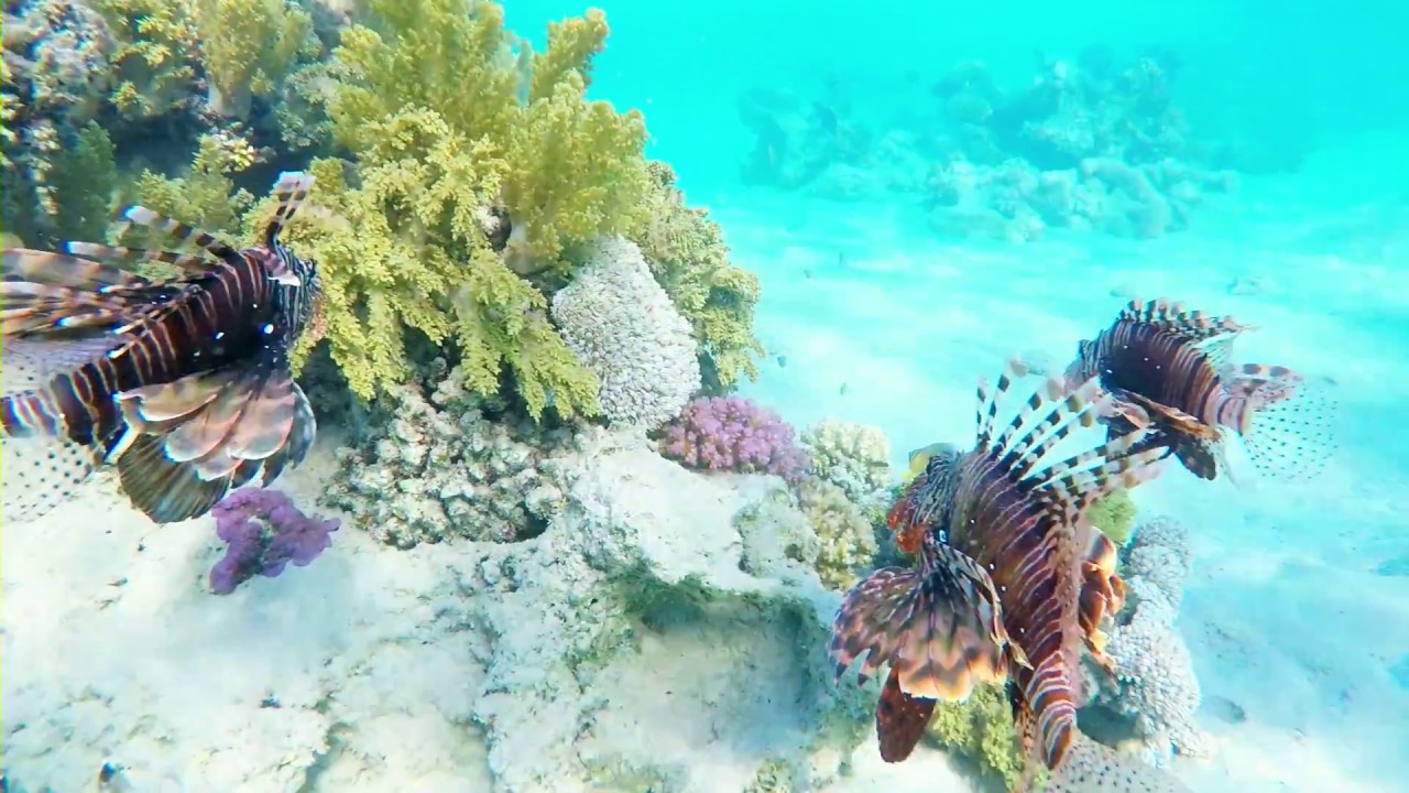 Marsa Alam Coraya Bay Jaz Solaya 2017