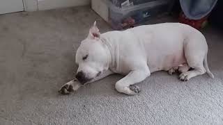 Staffie Not Himself On High Strength Medication