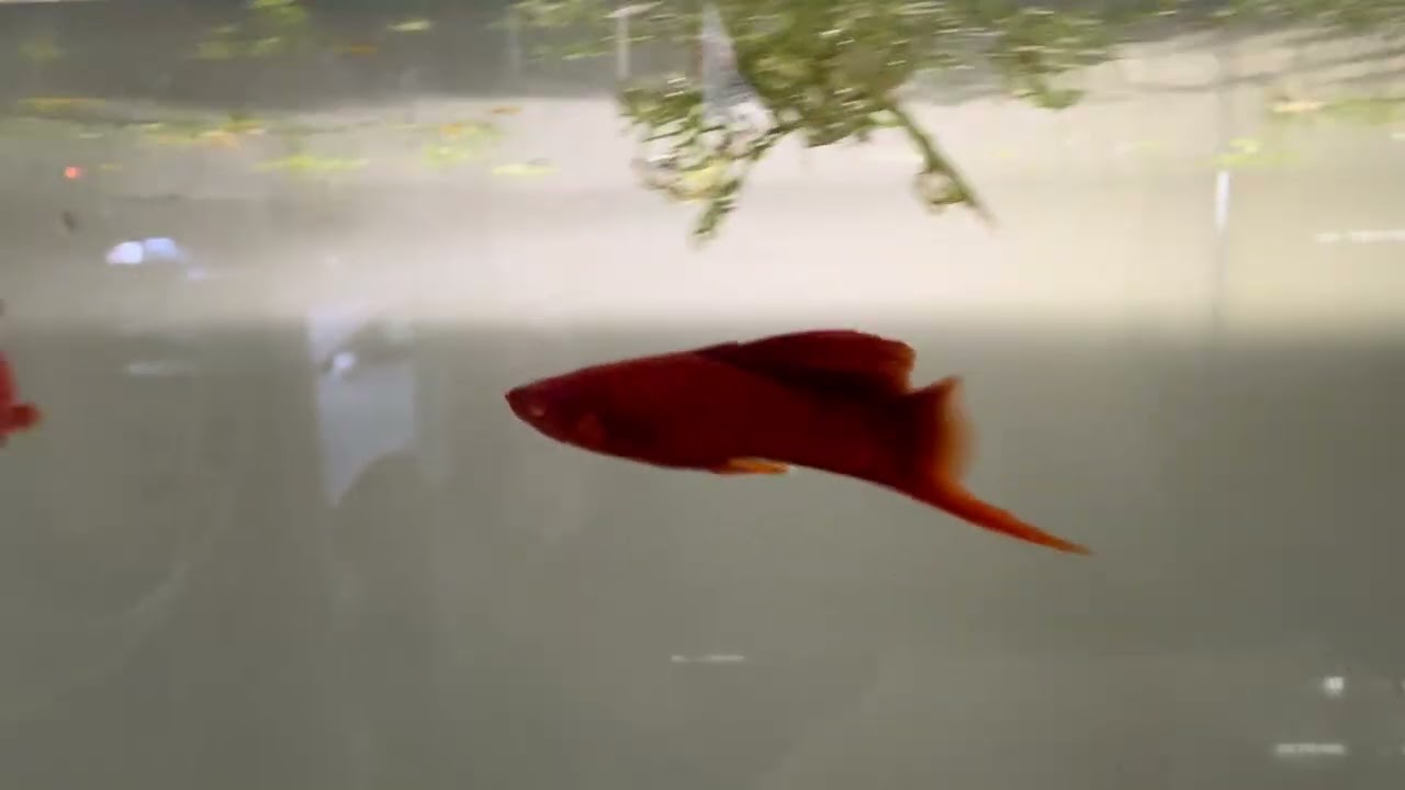 cauliflower RREA trio