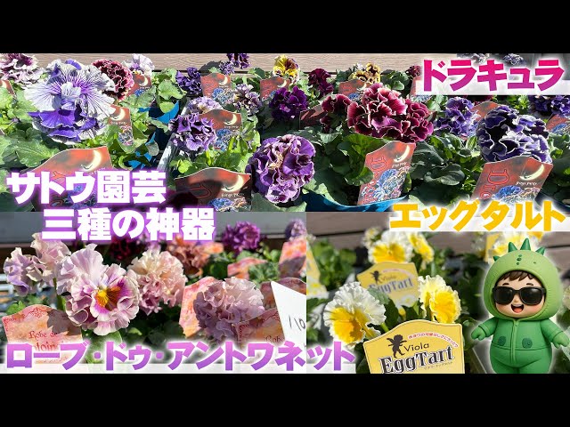 植栽 Toge D🌵Muttering to himself] If I ever find Sato Gardening's