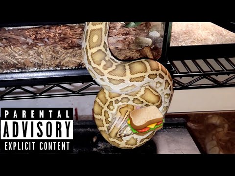 Hypo Burmese Python Catches Rat Out Of Cage! Warning Live Feeding ...