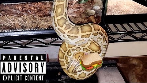 Hypo Burmese Python  Catches Rat Out Of Cage! Warning Live Feeding Documentary