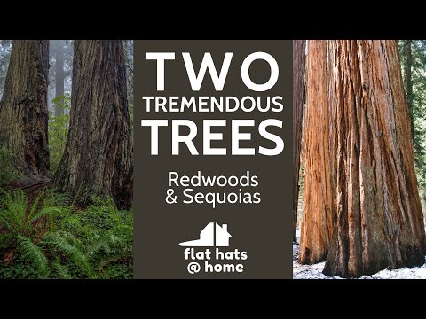 Vídeo: Dia Da Árvore Feito Da Maneira Certa: Parques Nacionais De Sequoia E Redwood