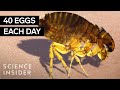 Understanding Fleas and Their Impact