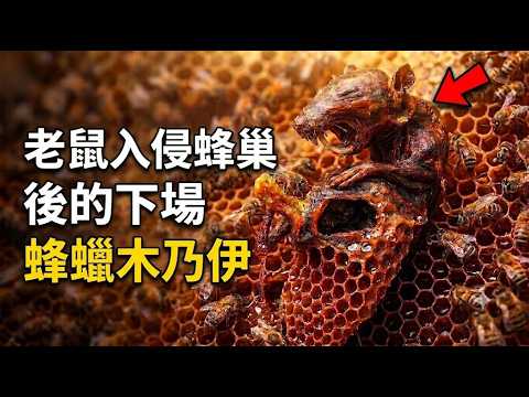 [生物放大鏡] 古老秘術"蜜人"的真相 | 人體蜜餞的奇效 | 蜜蜂製作的木乃伊