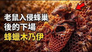 [生物放大鏡] 古老秘術'蜜人'的真相 | 人體蜜餞的奇效 | 蜜蜂製作的木乃伊