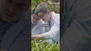 Bacillus Thuringiensis Bt- Cotton Cotton Bollwarms Biotechnology Application