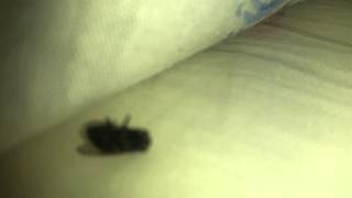 Gecenin 3ünde Vız Vız Öten Sineğin Hazin Sonu