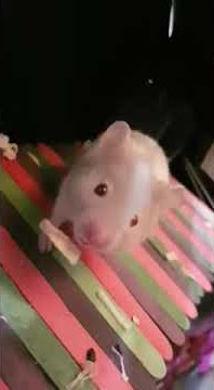 LAGI BECANDA MAU ML | ada tetangga ngintip di jendela | gak jadi deh | HAMSTER SYRIAN