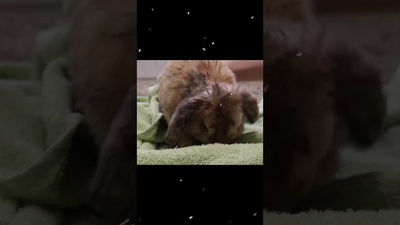 🐰🛁😂Bunny Spa Day: From Fluffy to Fluffier!