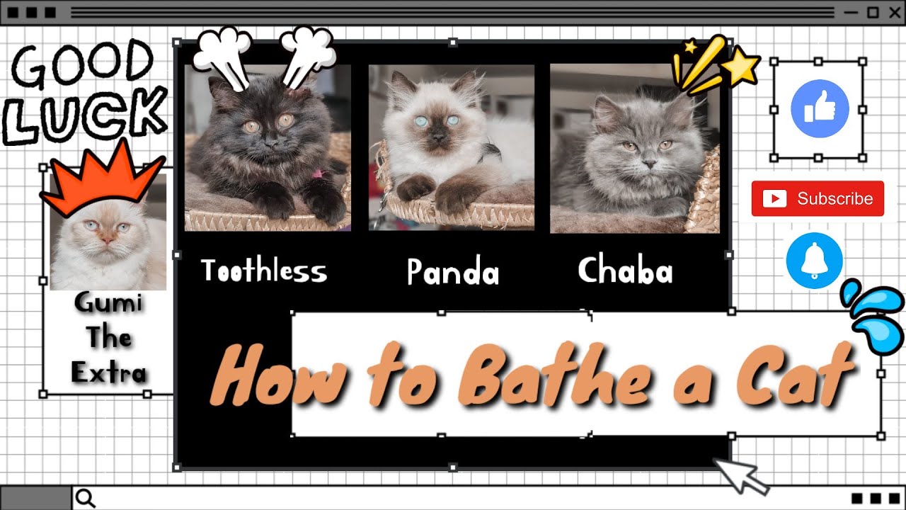 How to Bathe a Cat YouTube