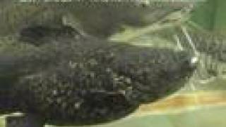 オレンジキャット Cephalosilurus Apurensis ぶさかわいい ナマズの代表格 Youtube