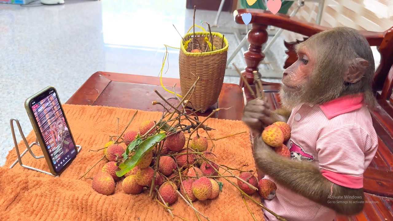 You’ll Laugh!CUTIS’ Funniest Livestream After Harvesting