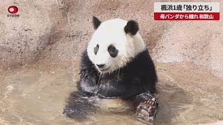 【速報】楓浜1歳「独り立ち」 母パンダから離れ、和歌山