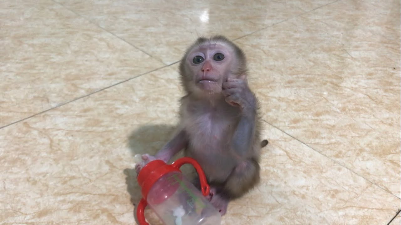 Maocau monkey drinks milk a lot making his belly very big