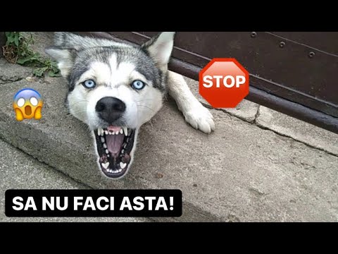 Video: Cum Se Numește Un Câine Husky
