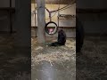 Alice Gorilla Gets A Valentine