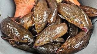 Download Lagu Swamp Fishing for Kwie Kwie - Commewijne ( Hassa - Cascadura ) MP3