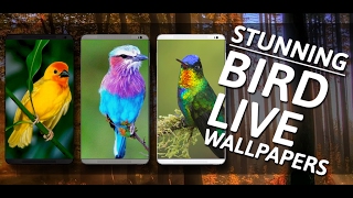 Bird Live Wallpapers screenshot 2