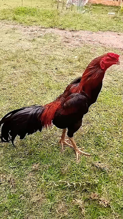 Ayam Birma Tangguh! #viralvidio #yutub #bird #shortsvidio #shorts #viralshorts #sultan1tv
