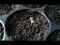 Growing paulownia tomentosa from seed step by step 27/11/16 part1