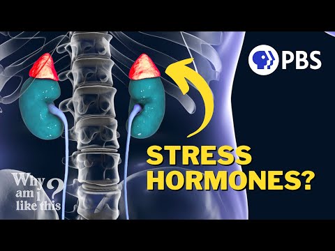 Where Does Our Stress Come From?