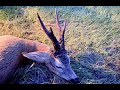 Roe buck hunting in Poland
