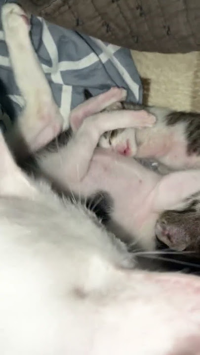 Cutie #cat #funnycats #kitten #kittenfunnyvideo #fyp #shorts