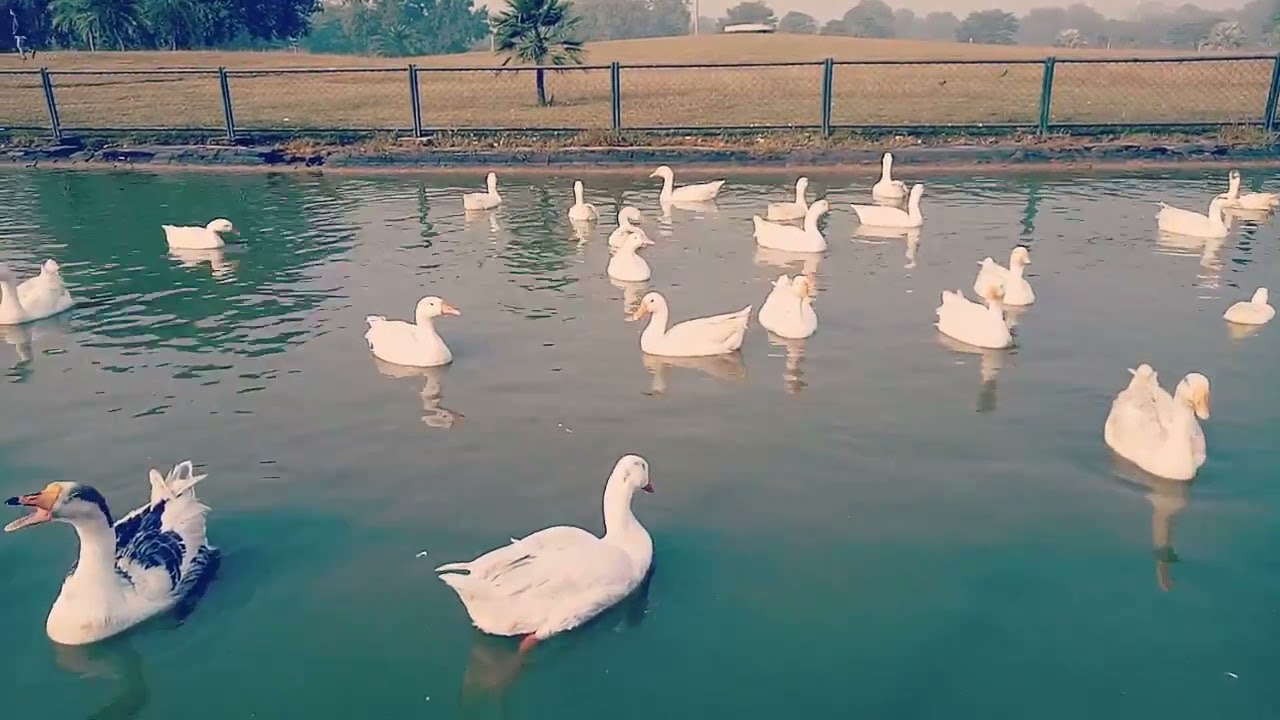 Beautiful Duck and Batakh Enjoying in the Pool | Duckling | Duck Childs ...