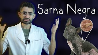 Demodicose | Dica Veterinária #49