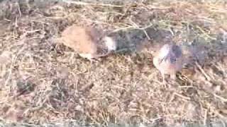 1_ bay dat.flv