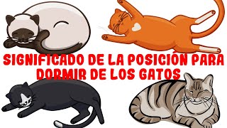 Lo que la posición de tu gato al dormir revela sobre su salud y personalidad