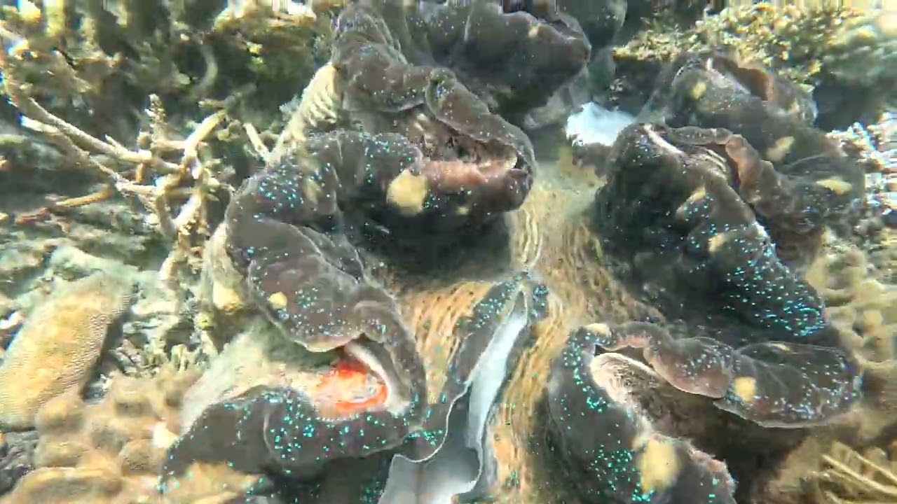 Australian Barrier Reef, Moore Reef Scuba Dive No1 (Video 1 of 2) on 19 Jan 2024