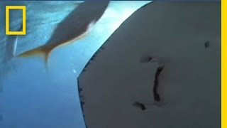 Welcome to Stingray City | National Geographic
