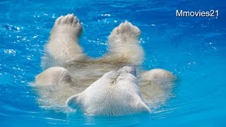 それぞれに楽しむ真夏日~Polar Bears in summer