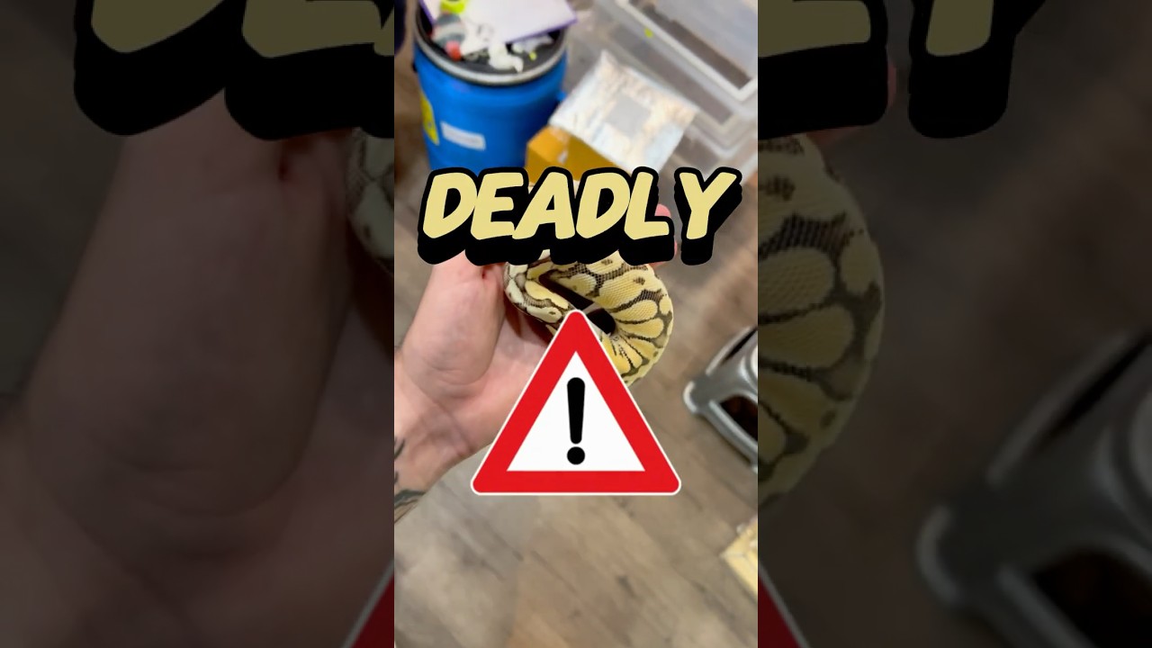 Deadly Pet Market In Bangkok