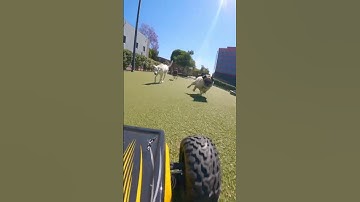 Thumbnail of We Brought an RC Car to a Dog Park